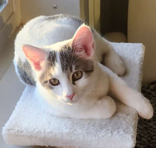 Photo of Cedric