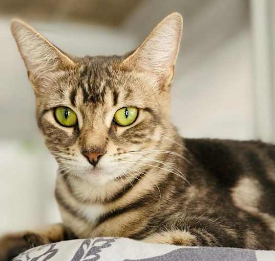 Photo of SILVER
