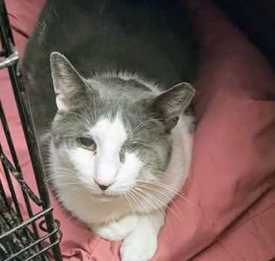Photo of Taz