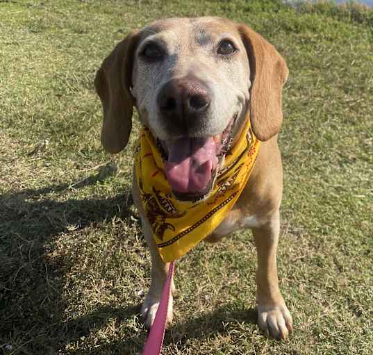 Photo of Sadie