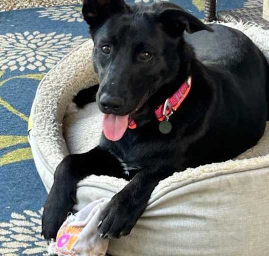 Photo of Willow