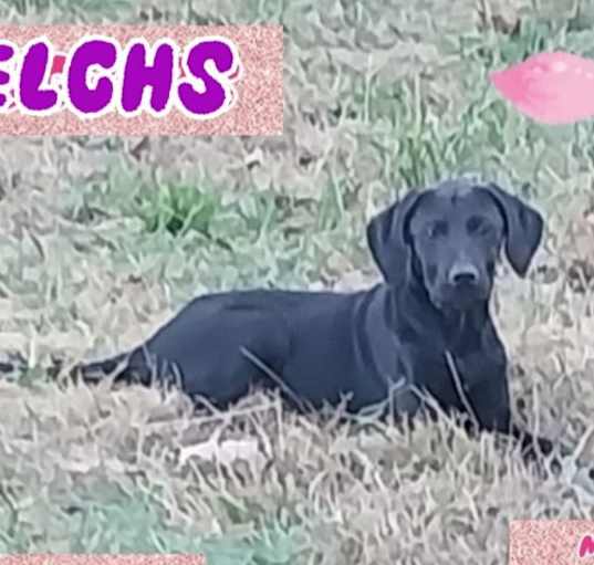 Photo of Welchs