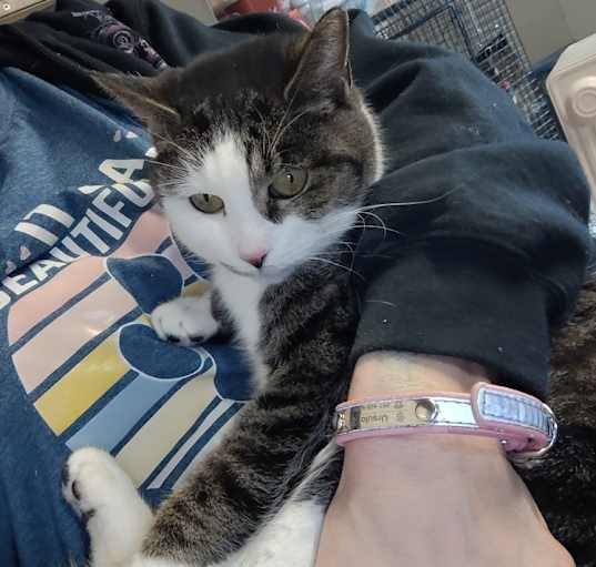 Photo of Bobby Jo (FeLV+)
