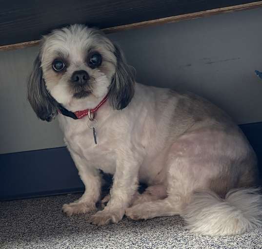 Photo of Gizmo