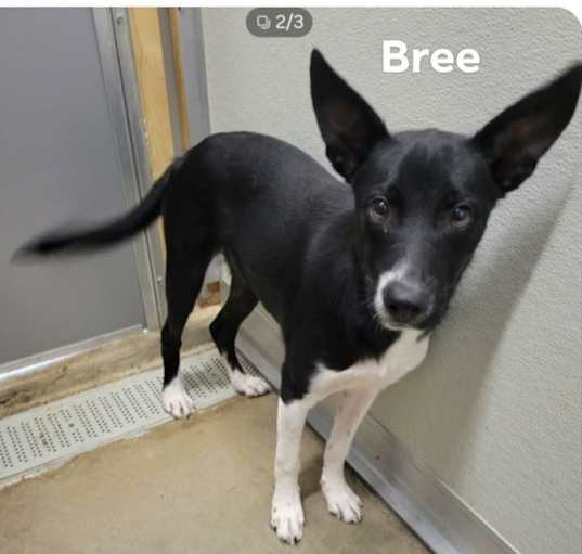 Photo of Bree