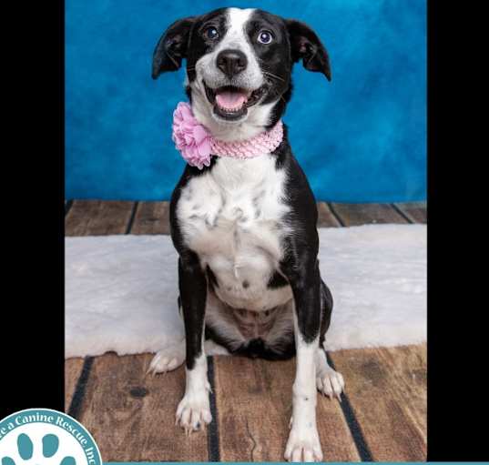 Photo of Daisy 111624