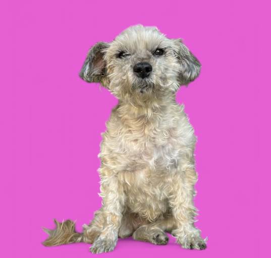 Photo of Chi Chi