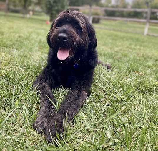 Photo of Cooper-Updated