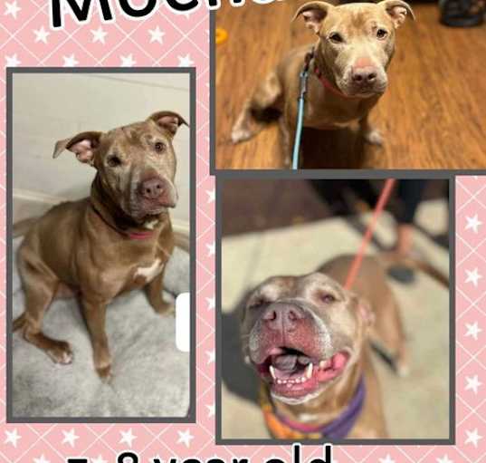 Photo of Mocha