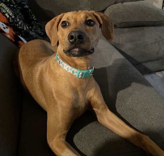 Photo of Leia