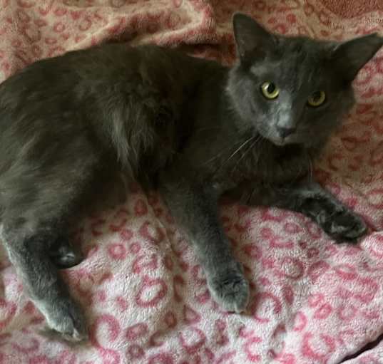 Photo of Blue