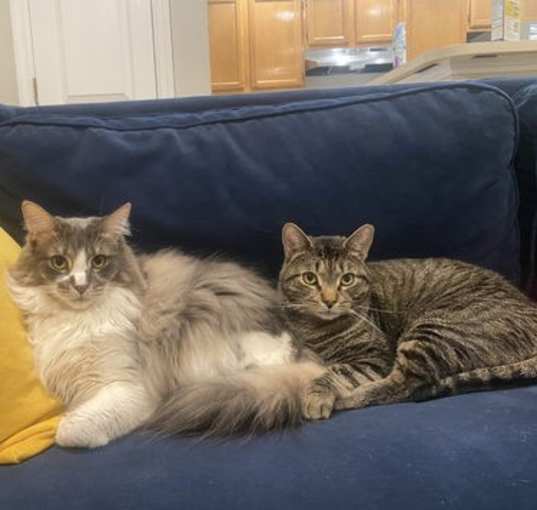 Photo of Prince and Perry-Bonded pair ♥️ Best Buds