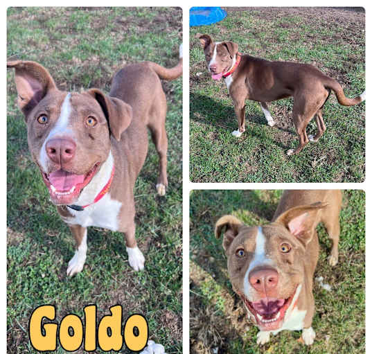Photo of Goldo- SPONSORED