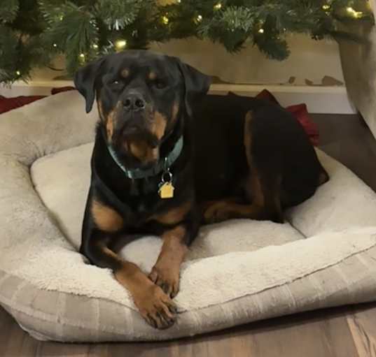 Photo of Rocco