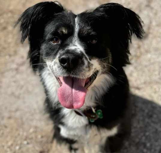 Photo of Arlo