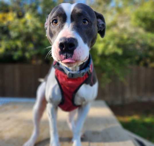 Photo of Bella