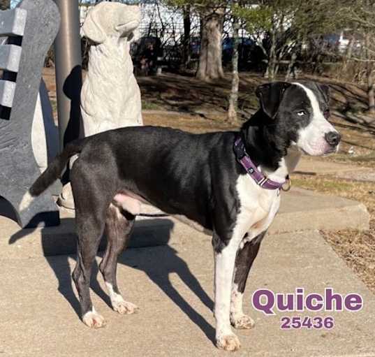 Photo of Quiche