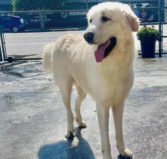 Photo of Brody