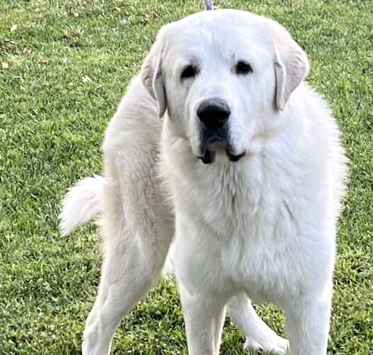 Photo of Colt