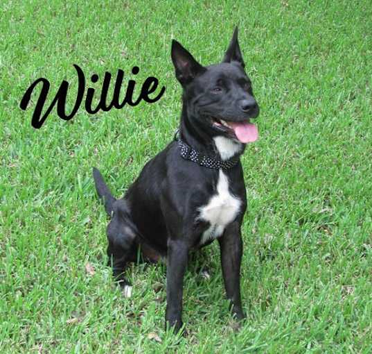 Photo of Willie