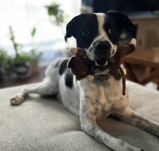 Photo of Ruby
