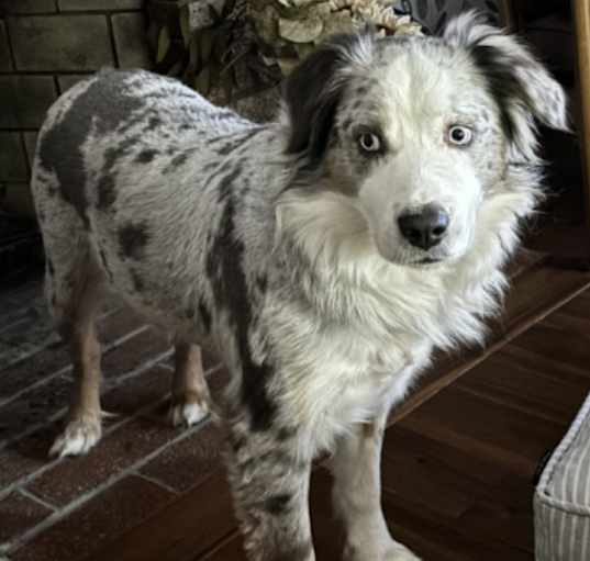 Photo of Gadget