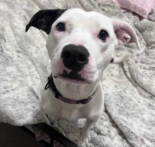 Photo of Darla