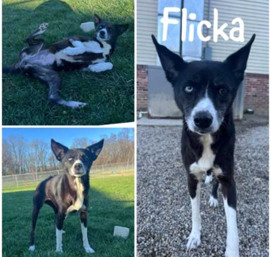 Photo of Flicka