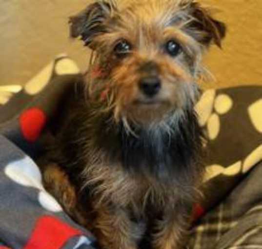 Photo of Daisy