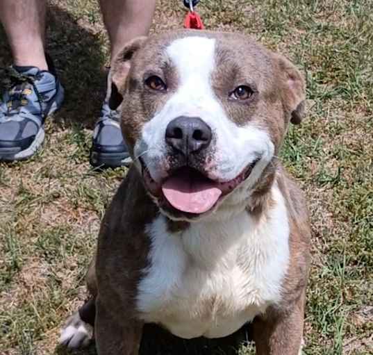Photo of Scrappy Doo