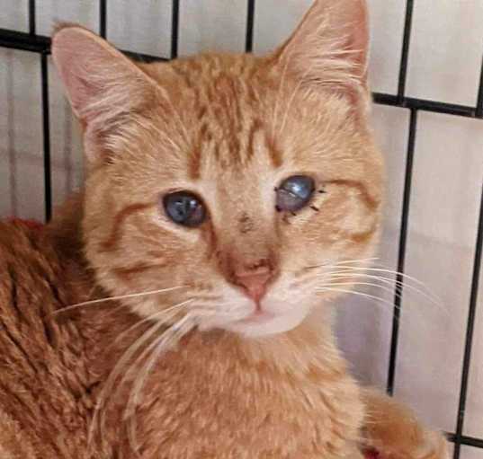 Available pets at Catz Angels Care, Inc. in Fremont, NE Available pets at Catz Angels Care, Inc. in Fremont, NE