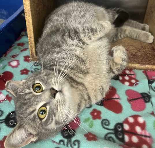 Photo of Cleopatra
