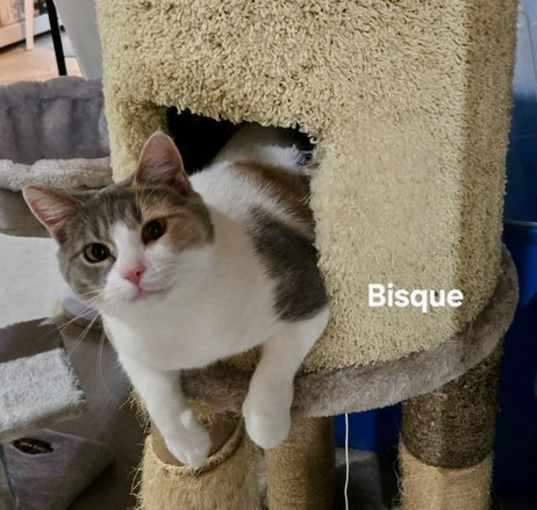 Photo of Bisque