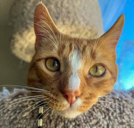 Photo of Sherlock