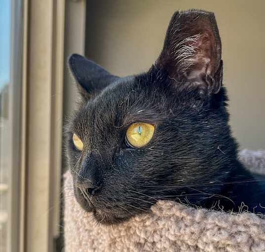 Photo of Watson