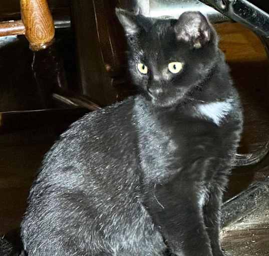 Photo of Pallas