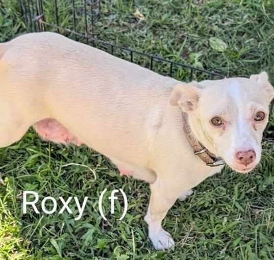 Photo of Roxy