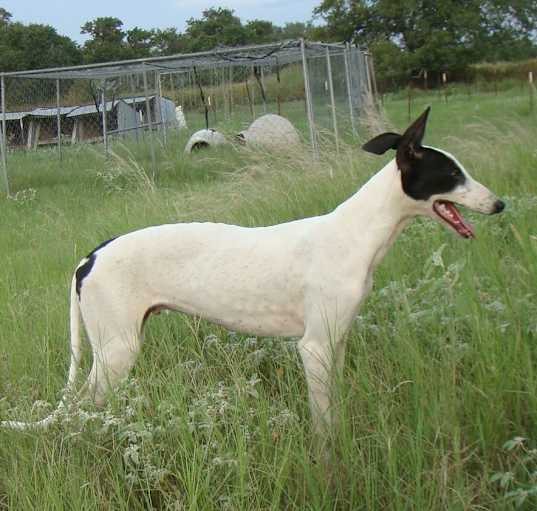 Photo of Scout