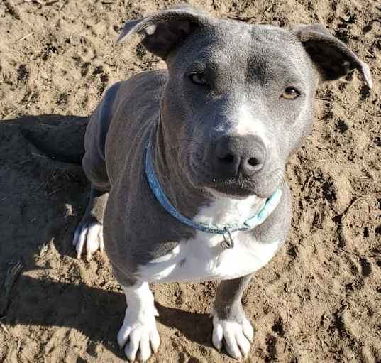 Photo of Lacy