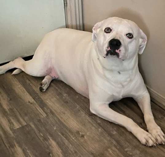 Photo of Dilly