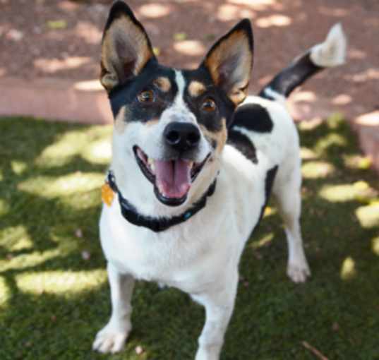 Photo of Arlo * Sponsored, Active, bond