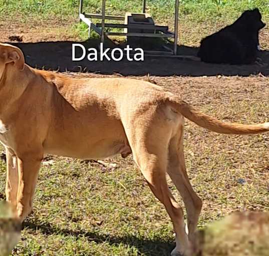 Photo of Dakota in MA