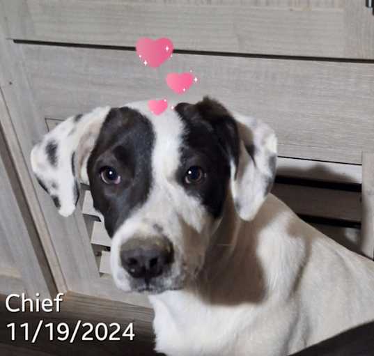 Photo of Chief