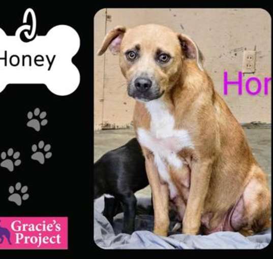 Photo of Honey
