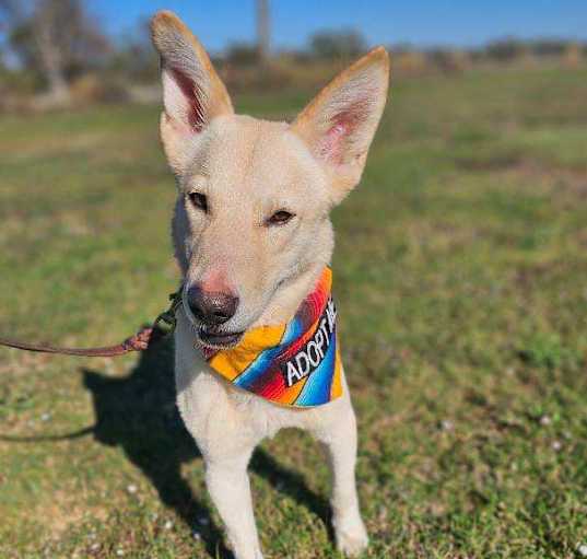 Photo of Dutch