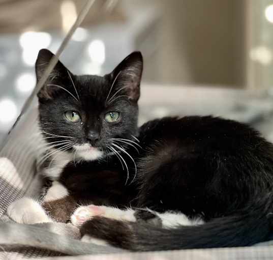 Photo of Obie