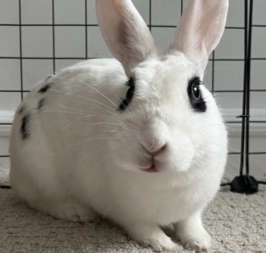 Photo of Button