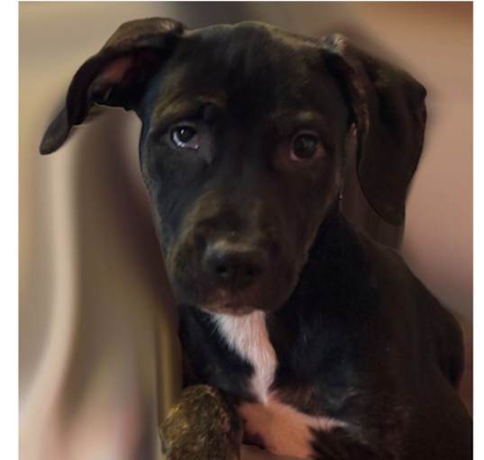 Photo of LEELA