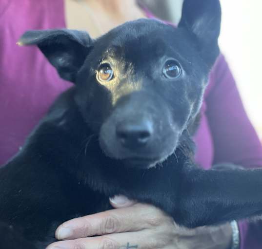 Photo of Star