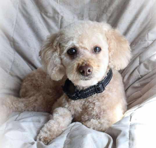 Photo of Rosa